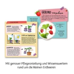 Kosmos Mitbring-Experimente Feen-Erdbeeren -Kinder Spaß Verkaufsgeschäft KOSMOS Mitbring Experimente Feen Erdbeeren Pflanz Set 02