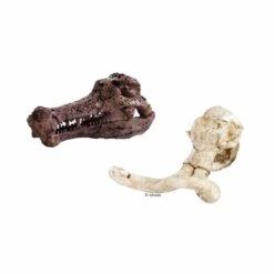 Expedition Natur Mini-Ausgrabungs-Set -Kinder Spaß Verkaufsgeschäft Moses Mini Ausgrabungs Sets Mineralien Fossilien Urzeittiere 06
