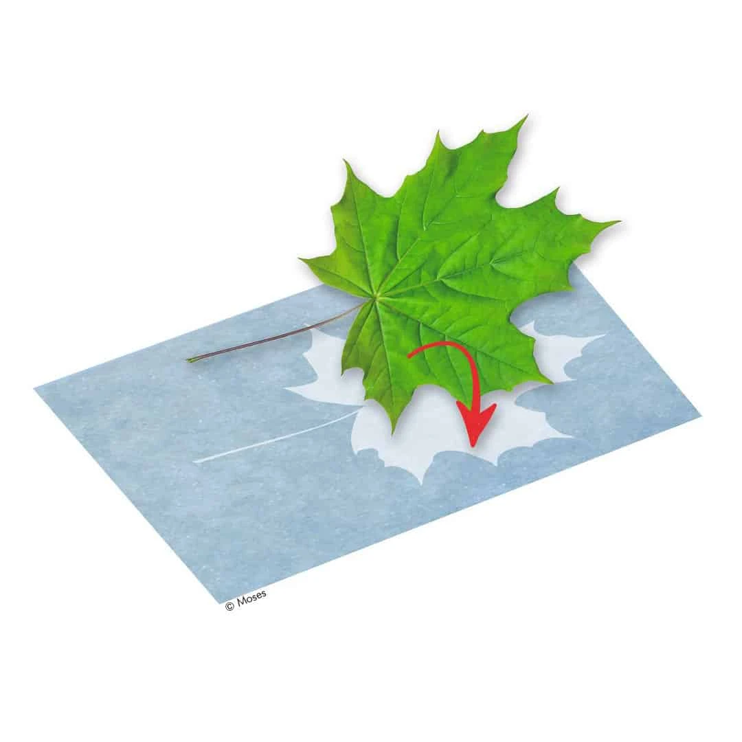 PhänoMINT Sonnendruck-Papier A4 Gross 4 PhänoMINT Sonnendruck-Papier A4 Gross – Bild 4